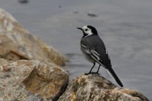 Neulich am See - Von Rütte Gut Neulich am See - Von Rütte Gut