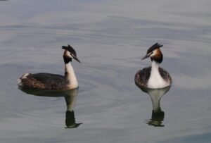 Neulich am See - Von Rütte Gut Neulich am See - Von Rütte Gut