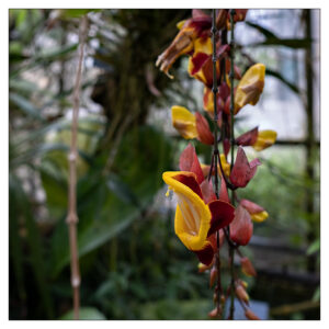 Andreas - Botanischer Garten Bern