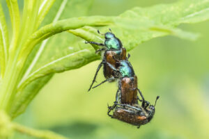 3. Rang, Sylviane Blum, Halt dich fest