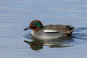 5. Rang, Kurt Blum, Krickente