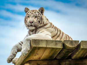 6. Rang, Beatrix Glättli, Majestät