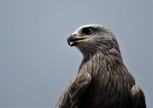 7. Rang, Silvia Tschanz, Greifvogel