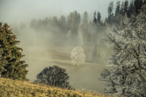 8_268-Baeume-im-Nebel_Christian-S 8. Rang, Christian Schürch