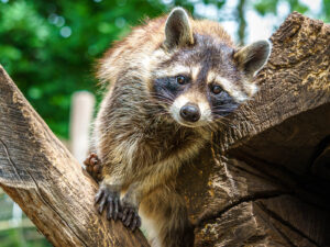 8. Rang, Christop Glättli, Waschbär