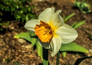 Christian Schürch - Aprilglocke