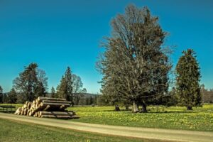 Christian Schürch - Aprilglockenwiese