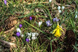 Christian Schürch - Krokusse