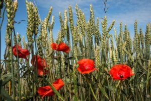Christian Schürch - Mohnblumen im Kornfeld