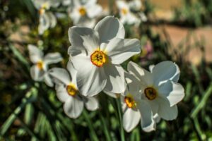 Christian Schürch - Narzisse