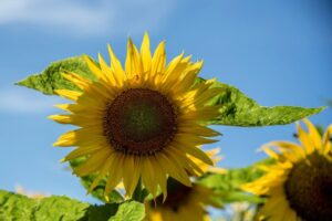 Christian Schürch - Sonnenblume