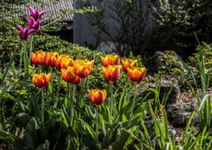 Christian Schürch - Tulipa