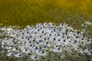 Sylviane Blum, Annahme 21 Punkte, Froschlaich