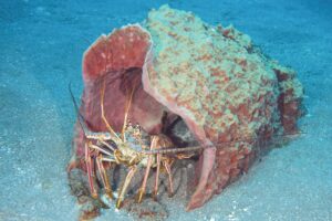 Aschi Haas, 19 Punkte, Garnele