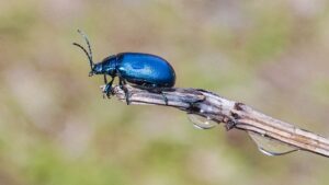 Sylviane Blum, 17 Punkte, Käfer in Blau