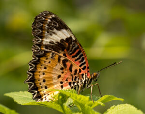 Kurt Blum - Schmetterling