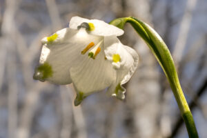 Kurt Blum - Märzenbecher