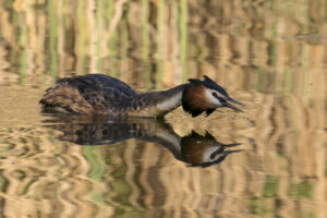 Kurt Blum - Haubentaucher