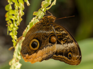 Kurt Blum - Schmetterling