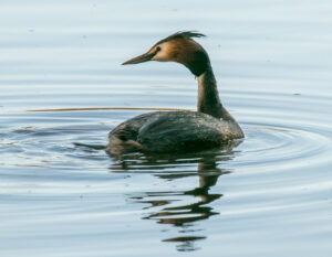 Kurt Blum - Haubentaucher