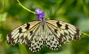 Kurt Blum - Schmetterling