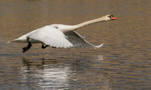 Kurt Blum - Fliegender Schwan