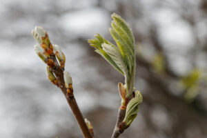 Kurt Blum, Ahornsprossen