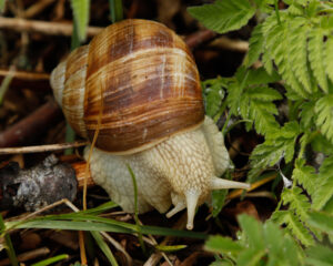Kurt Blum, Weinbergschnecke