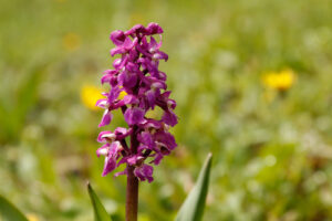 Kurt Blum, Wildorchidee