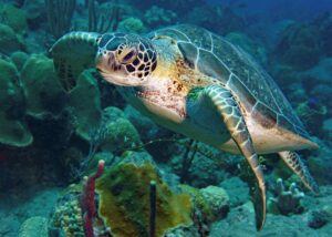 Aschi Haas, 20 Punkte, Meeresschildkröte