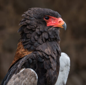 Sylviane Blum - Glamour