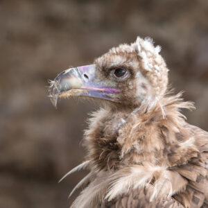 Sylviane Blum - Selbstbewusst