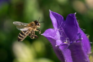Sylviane Blum - Die Biene