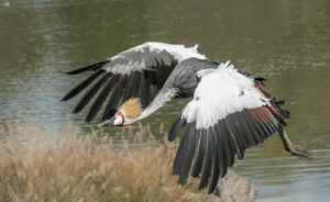 Sylviane Blum - Kranich