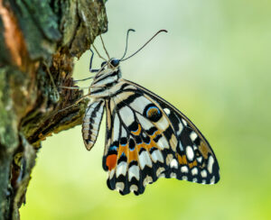 Sylviane Blum - Schmetterling
