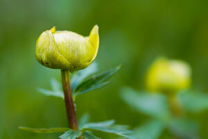 Sylviane Blum, Ankebälleli
