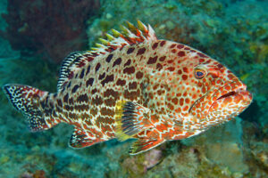 Aschi Haas, Annahme 22 Punkte, Zackenbarsch