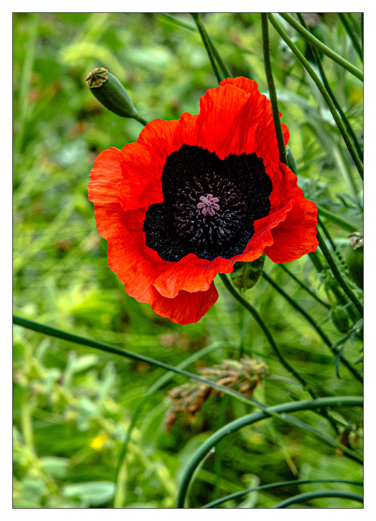 Bild: Christian Schürch