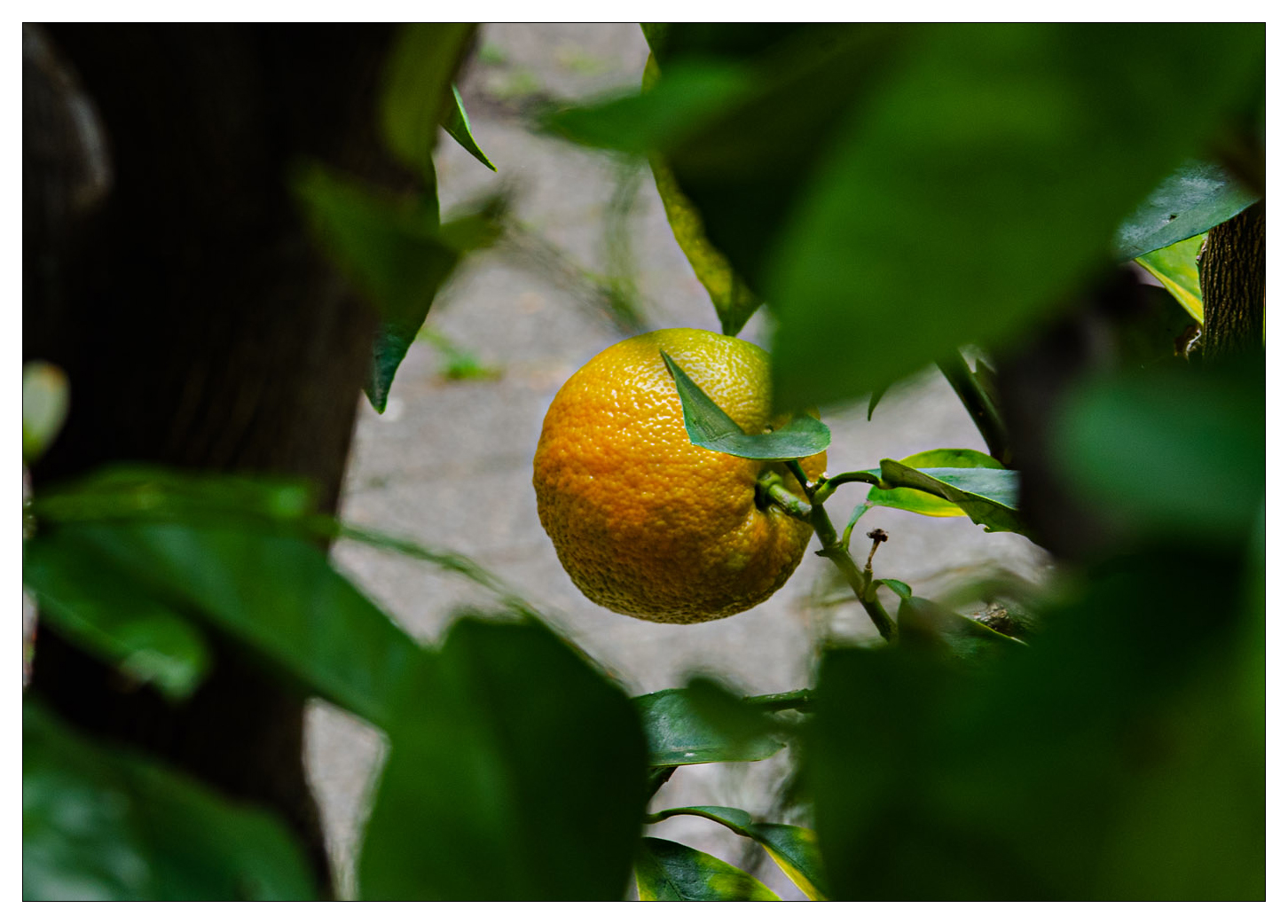 Christian Schürch, Botanischer Garten Bern