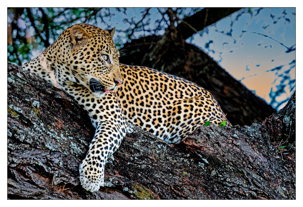 Daniel 01 Bild: Daniel Stoelen