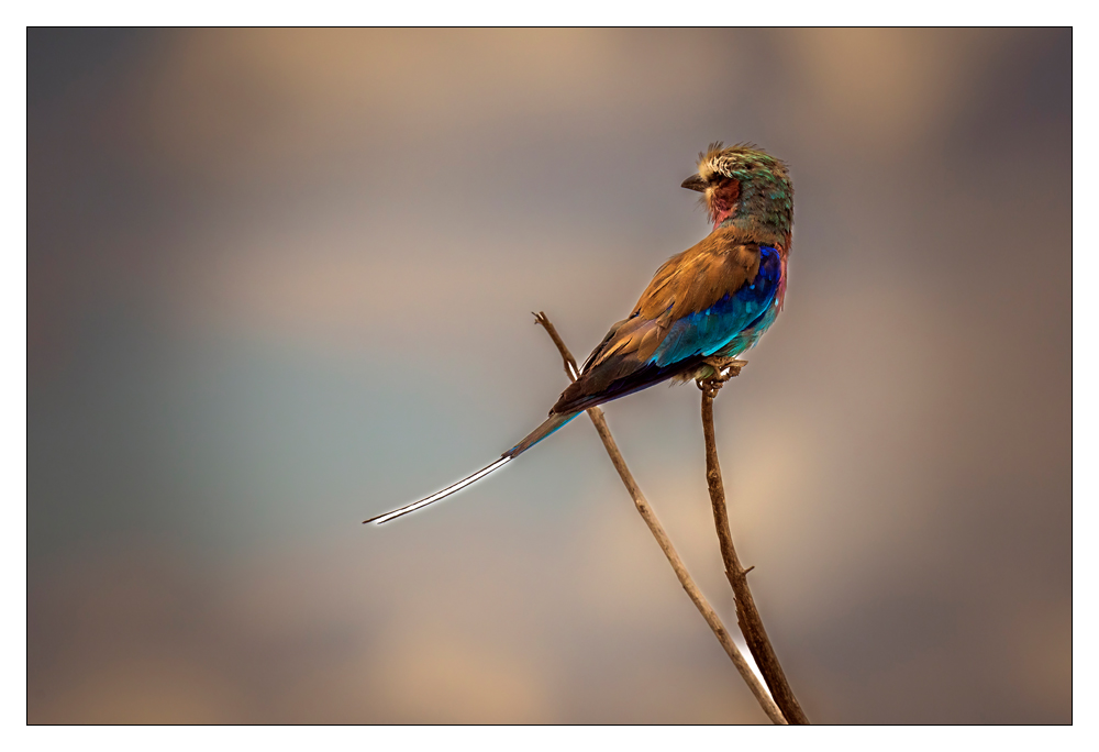 Daniel 02 Bild: Daniel Stoelen