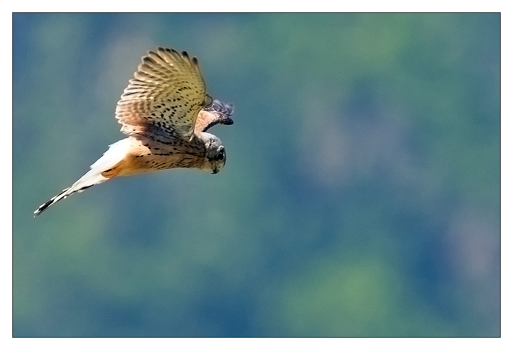 Daniel 03 Bild: Daniel Stoelen