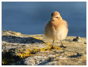Vorwitziges Vögelchen von Sylviane Blum, 1 Rang