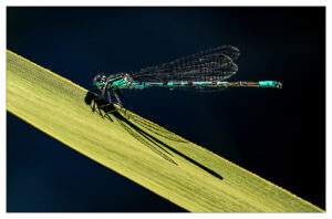 Libelle von Paul Hodel, 3. Rang