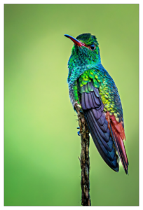 Daniel Stoelen, 2. Rang